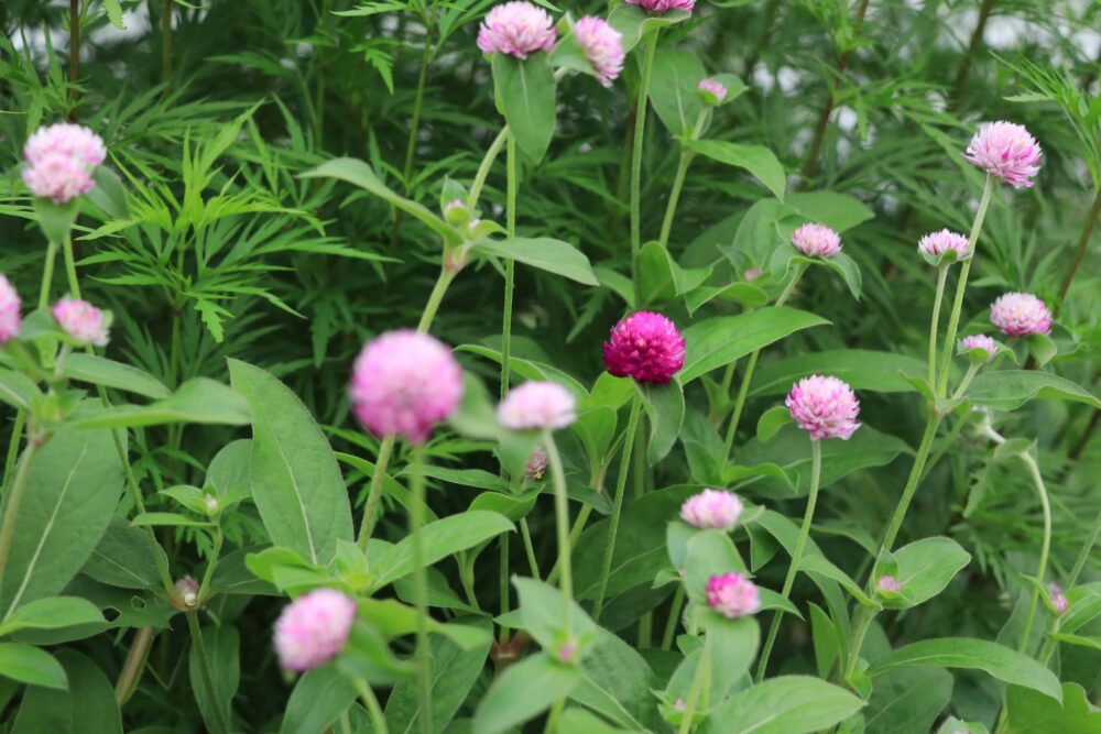 センニチコウの花