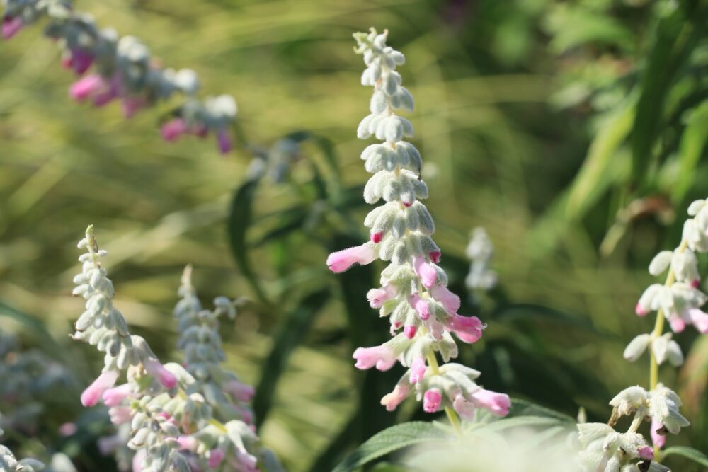 ピンクの花を咲かせるアメジストセージ