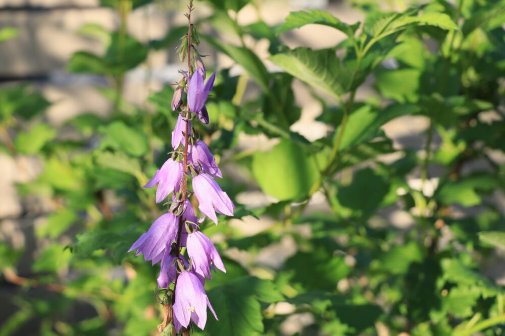 薄紫のアデノフォラ・リリフォリアの花