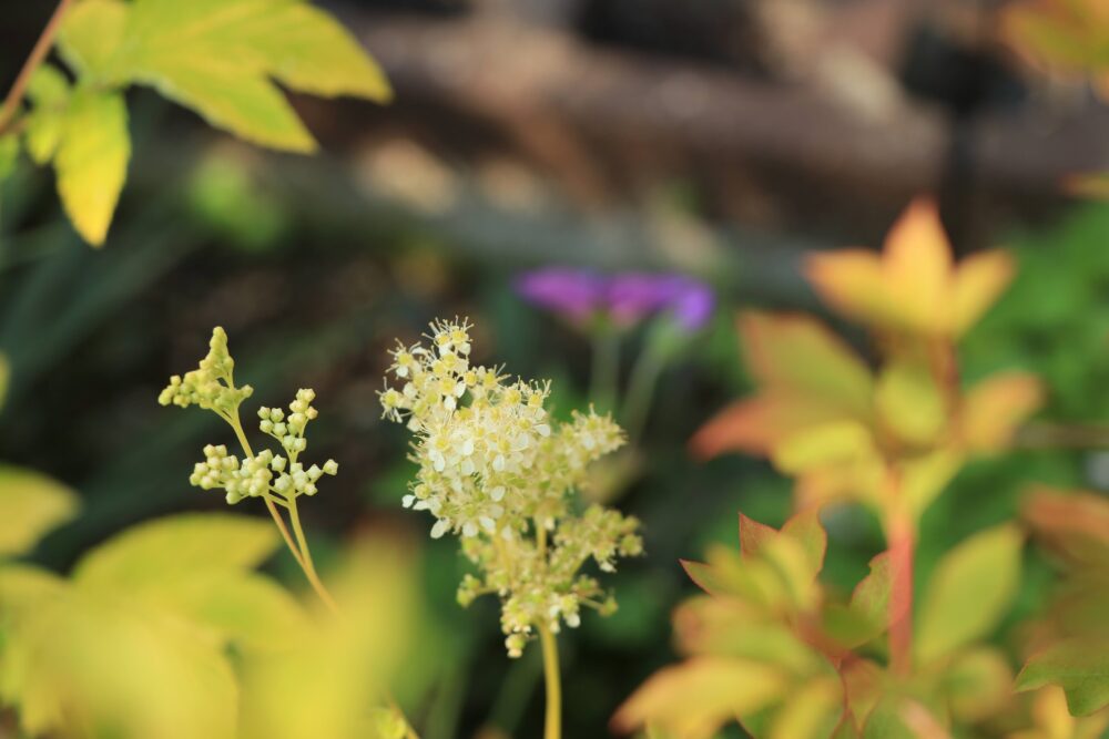 メドースイート・オーレアの花