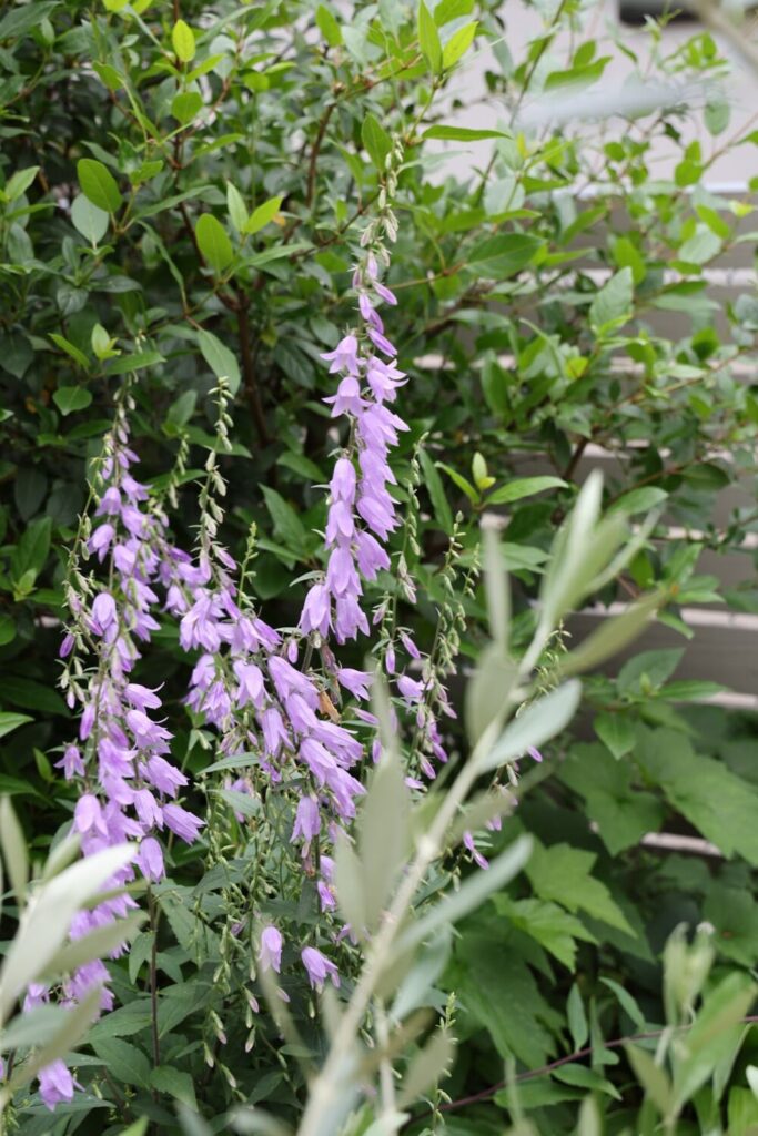 アデノフォラ・リリフォリアの花