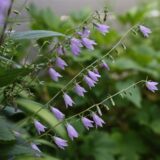 アデノフォラ・リリフォリアの花