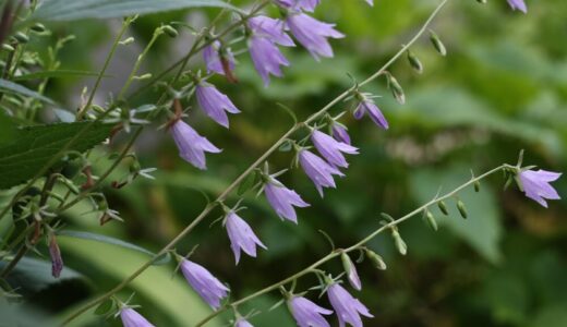 アデノフォラ・リリフォリアとは？特徴や育て方を初心者にもわかりやすく解説