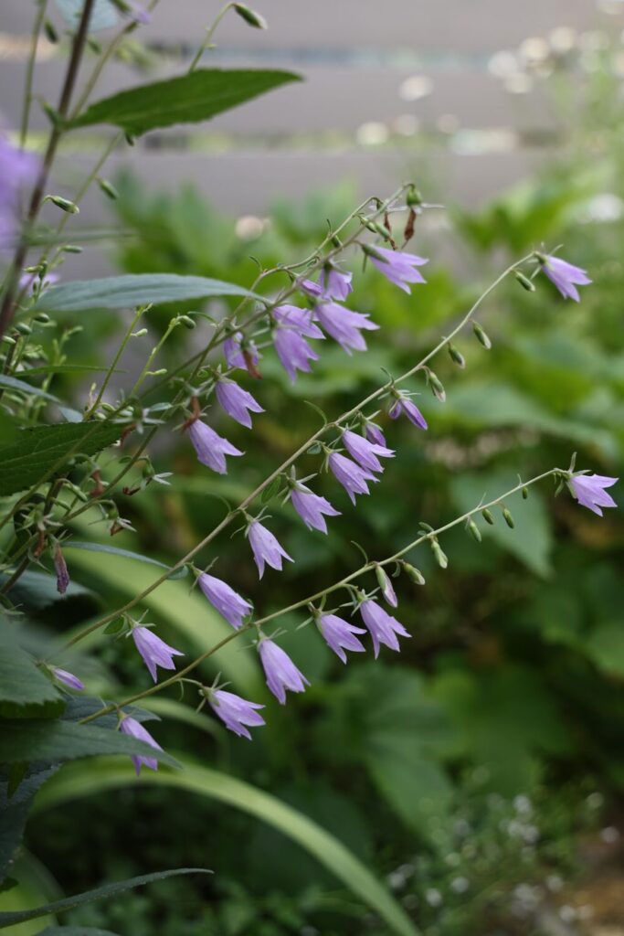 アデノフォラ・リリフォリアの花