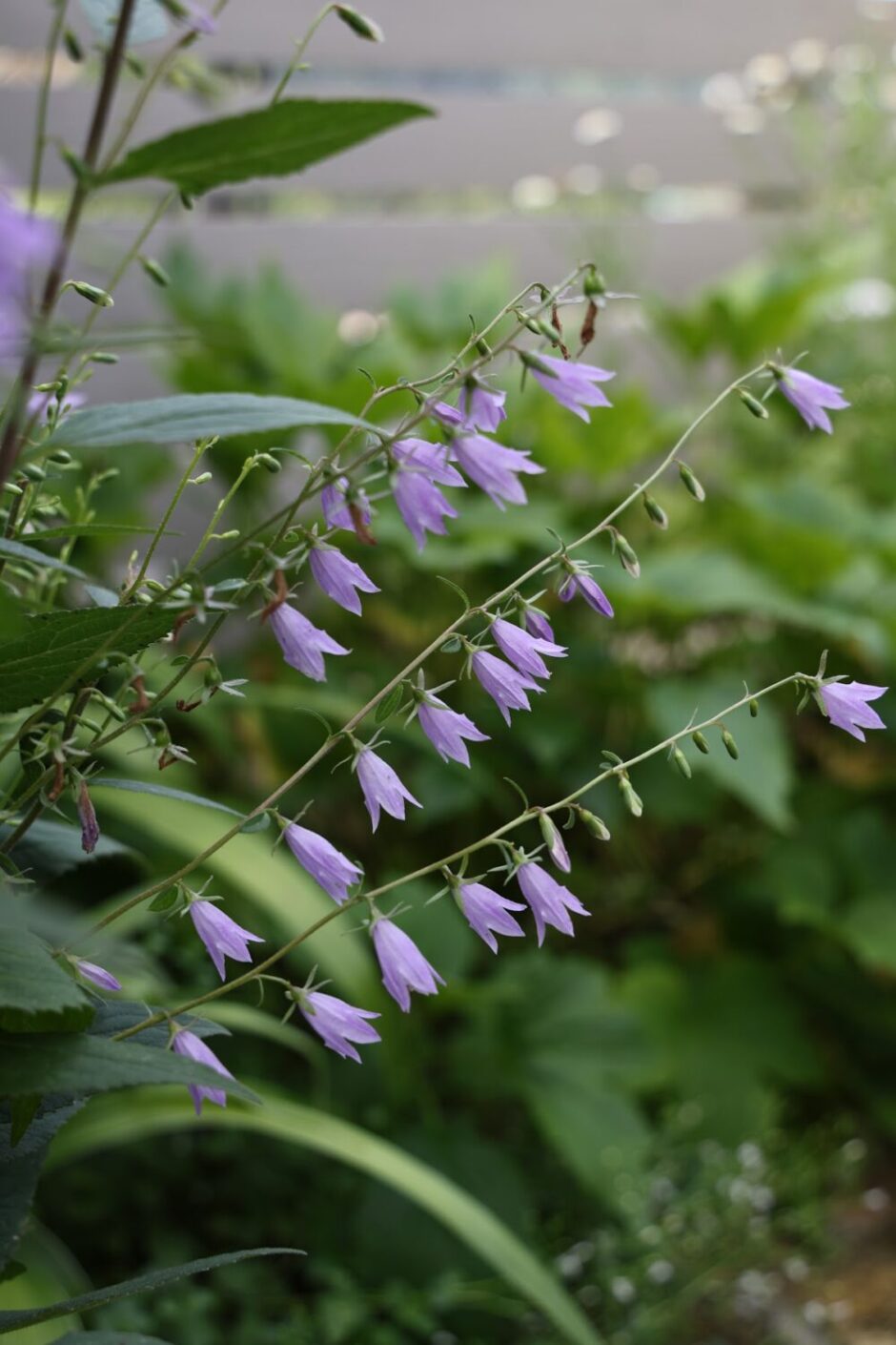 アデノフォラ・リリフォリアの花