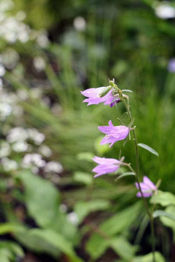 アデノフォラ・リリフォリアの花