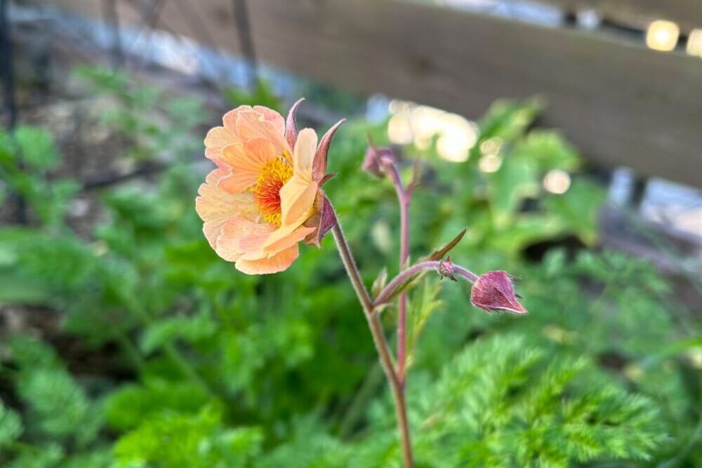 ゲウム・マイタイの花