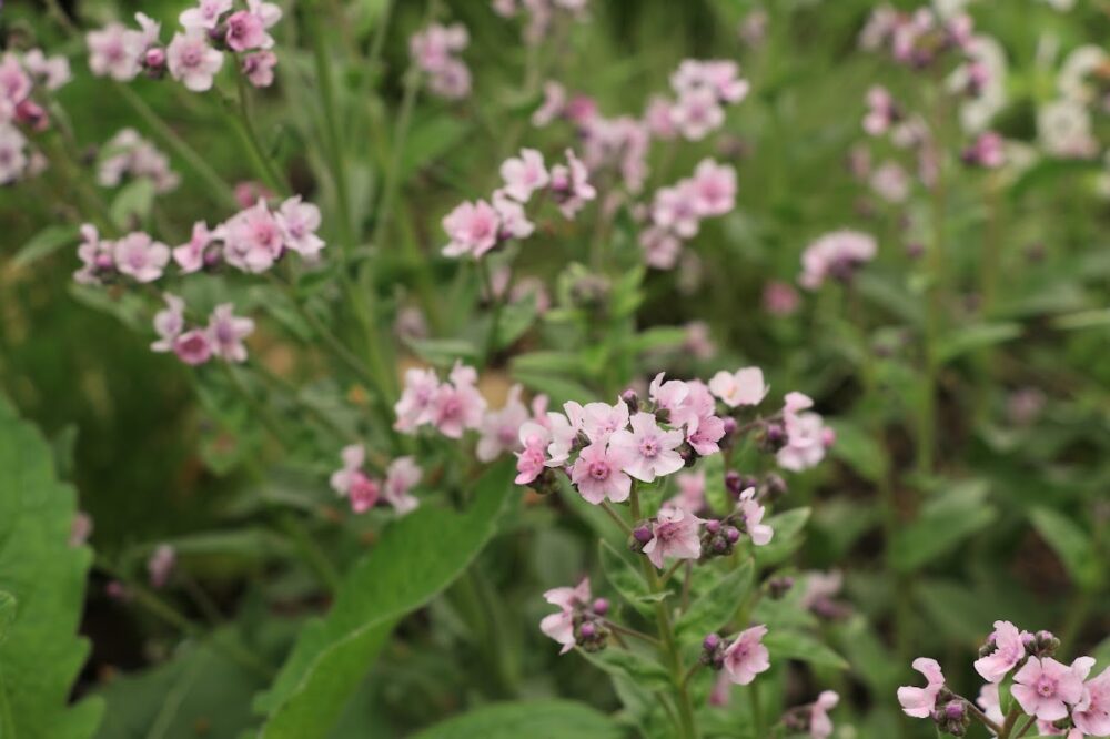 ピンク色のシノグロっサムの花