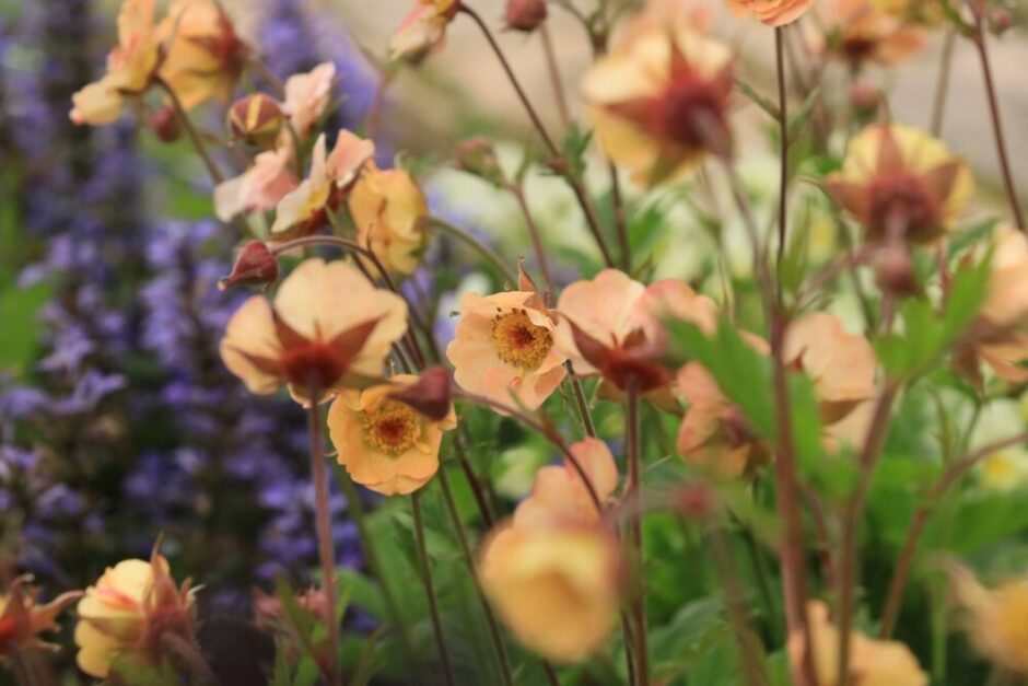 ゲウム・マイタイの花