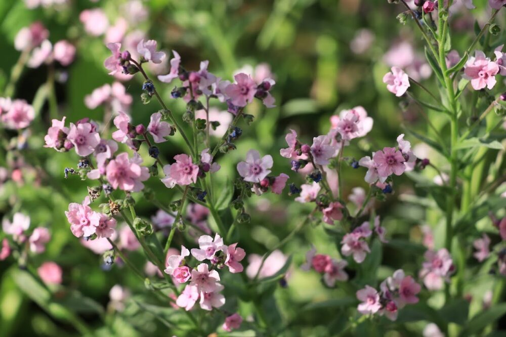 ピンクのシノグロっサムの花