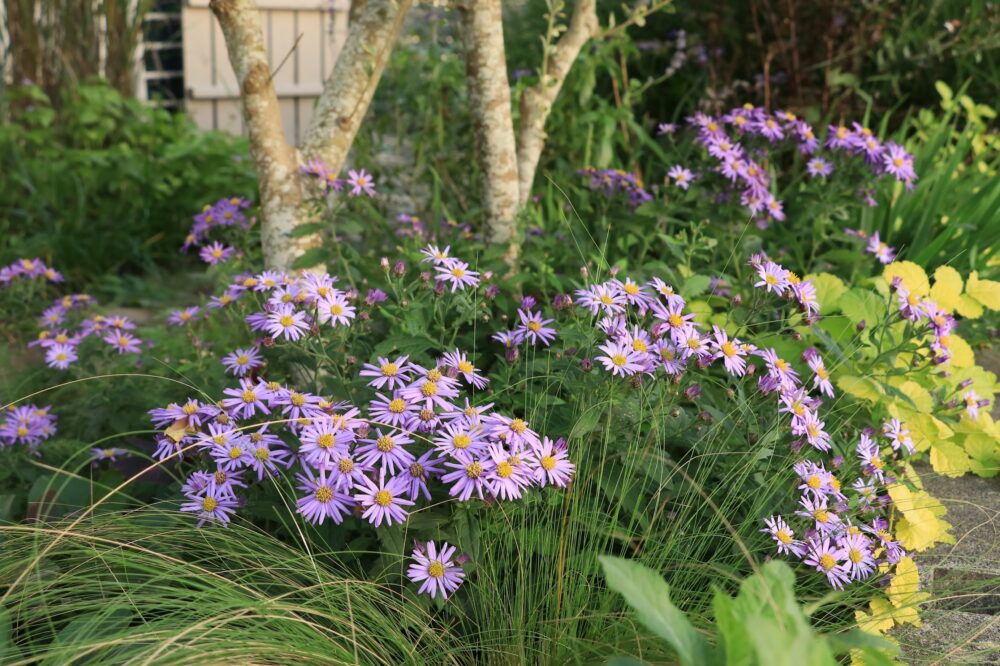 ノコンギクの花