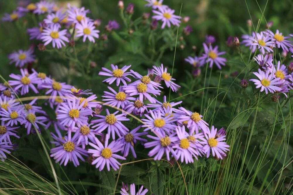sacchin・野紺菊とホウチャクソウ草 241103-aster-microcephalus.jpg