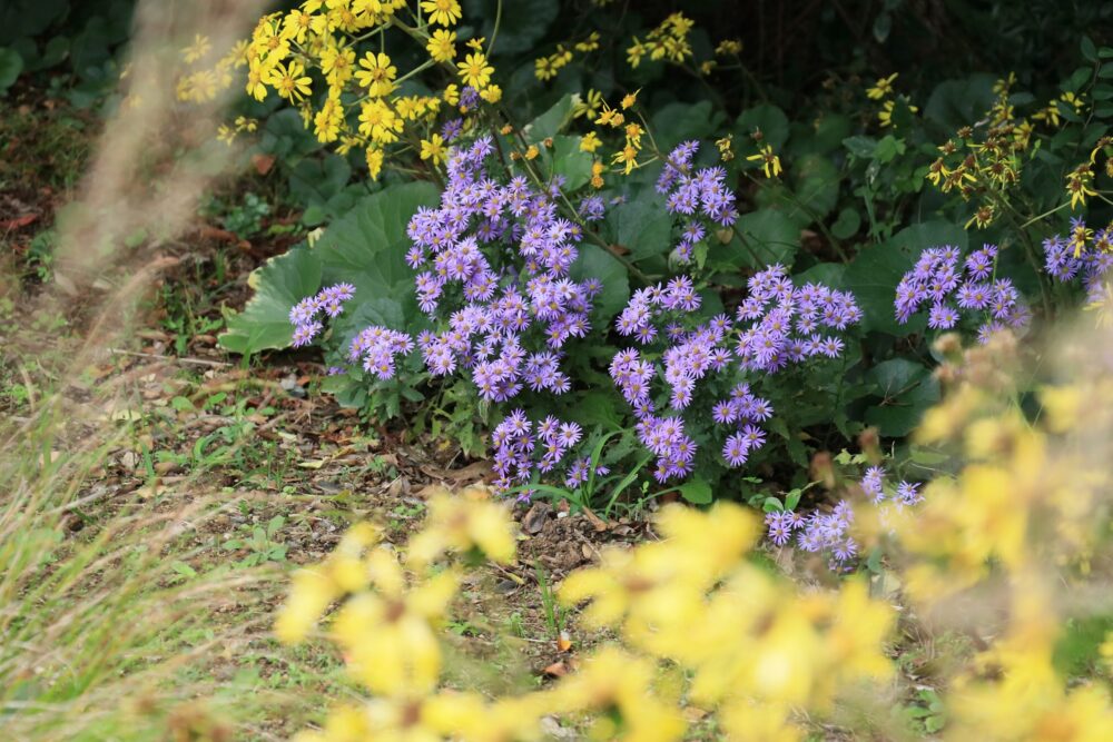 紫色のノコンギクの花