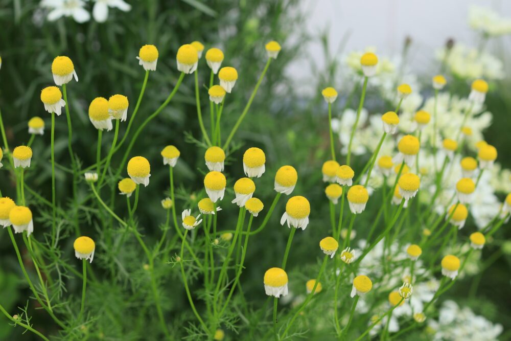 ジャーマンカモミールの花