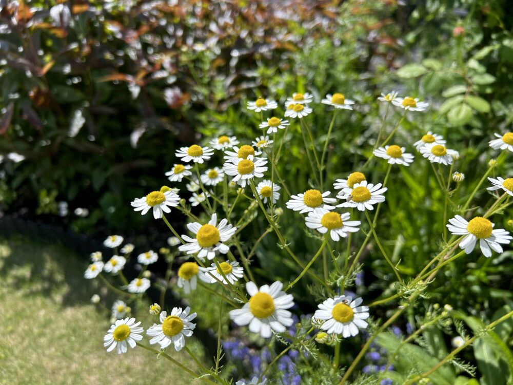 ジャーマンカモミールの花