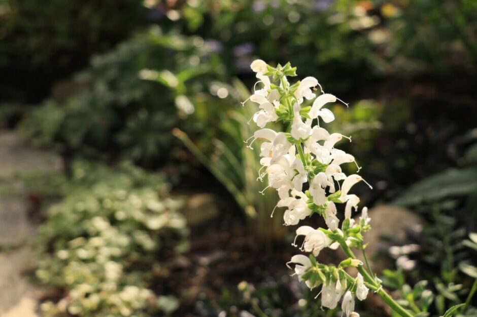 サルビアプラテンシススワンレイクの花