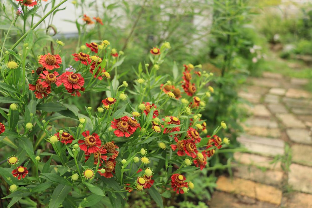 ヘレニウム・モーハイムビューティの花