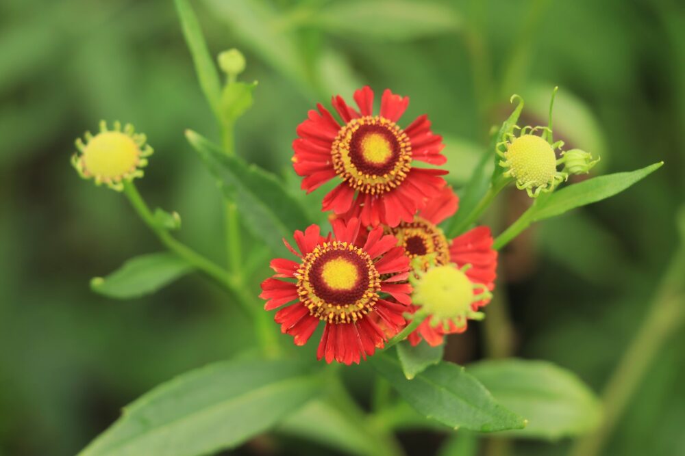 ヘレニウム・モーハイムビューティの花