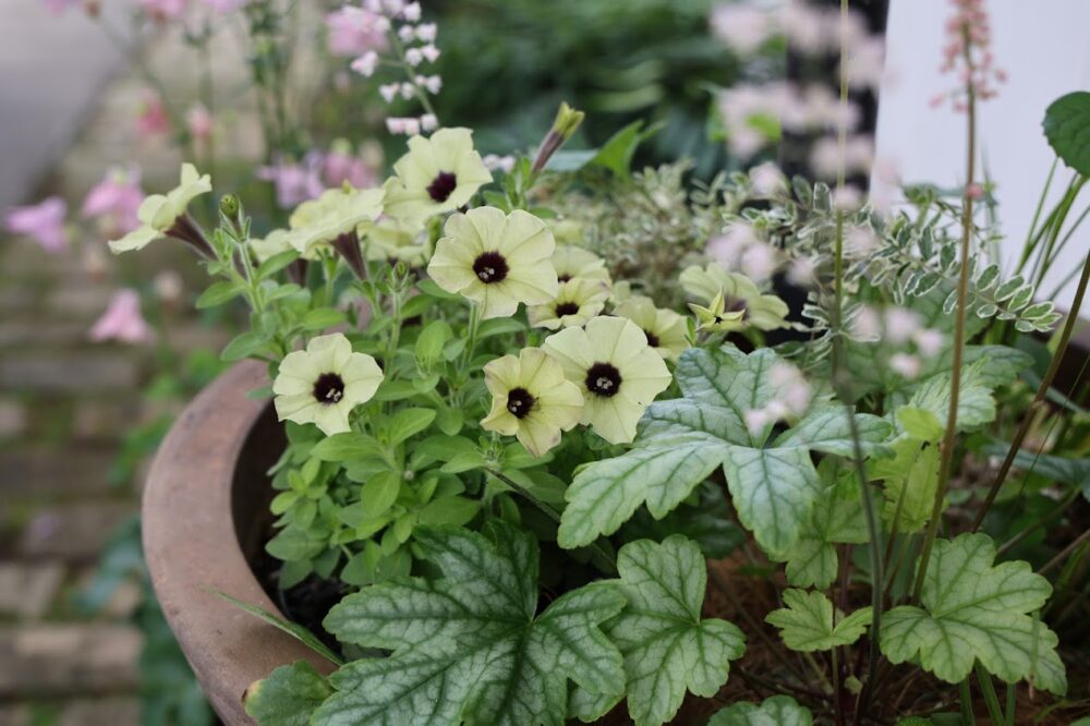 ペチュニア・横浜ポワール