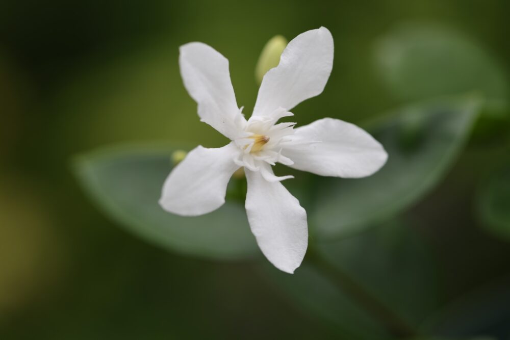 セイロンライティアの白い花