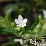 セイロンライティアの白い花