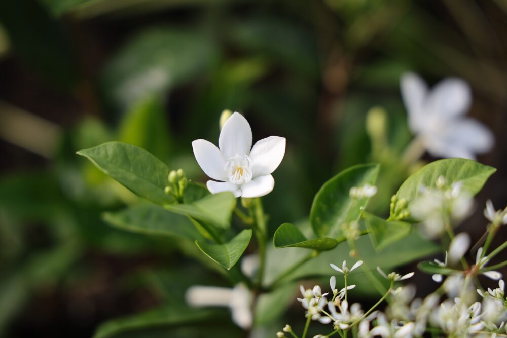 セイロンライティアの白い花