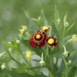 ヘレニウム・モーハイムビューティの花