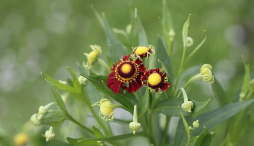 夏から秋まで、長く咲き続ける！ヘレニウム・モーハイムビューティーの魅力と育て方【宿根草】