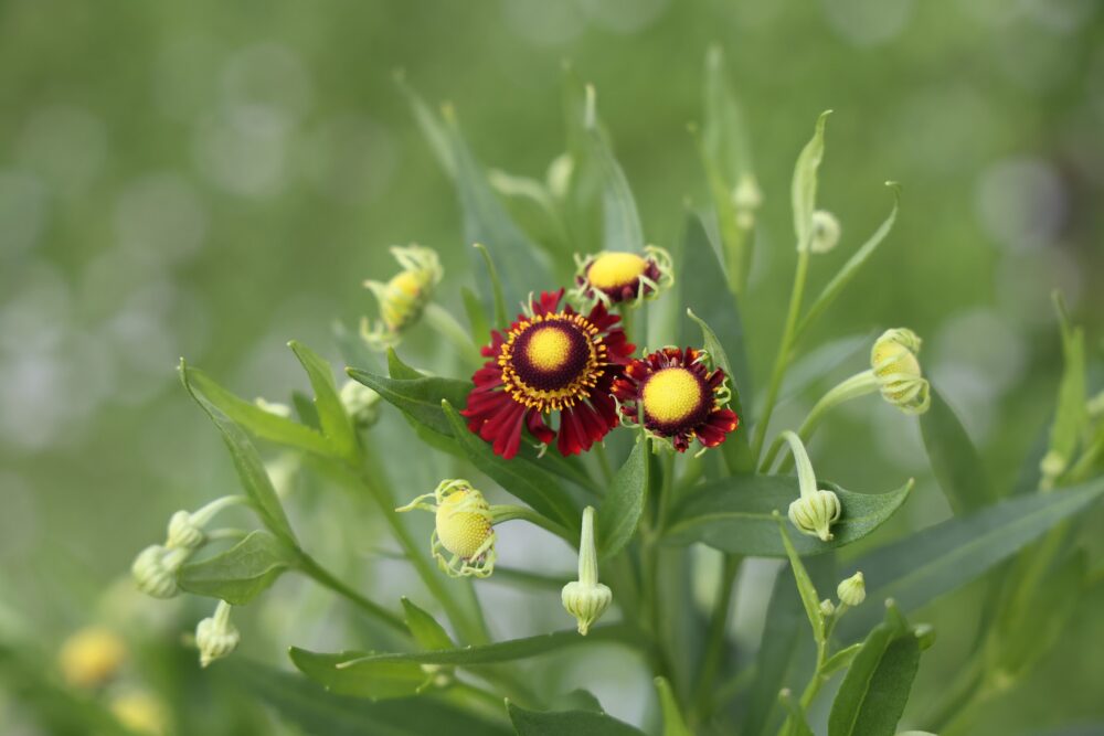 ヘレニウム・モーハイムビューティの花