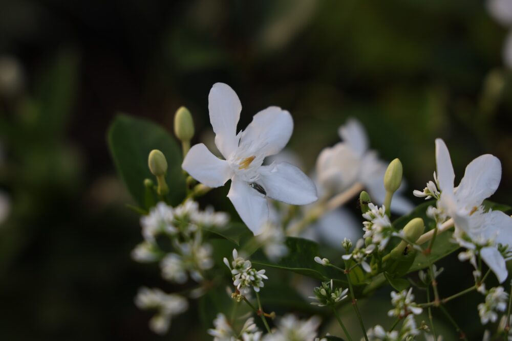 セイロンライティアの花
