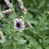 ペチュニア・ヨコハマポワール