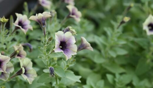 ペチュニアの育て方と特徴｜長く花を楽しむための栽培のコツ