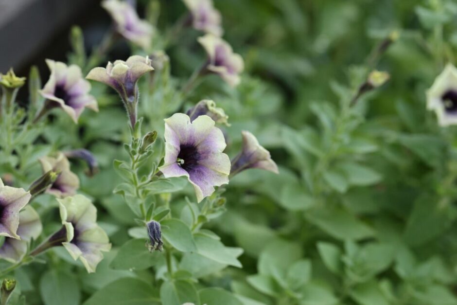 ペチュニア・ヨコハマポワール