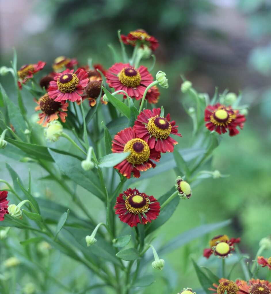 ヘレニウム・モーハイムビューティー