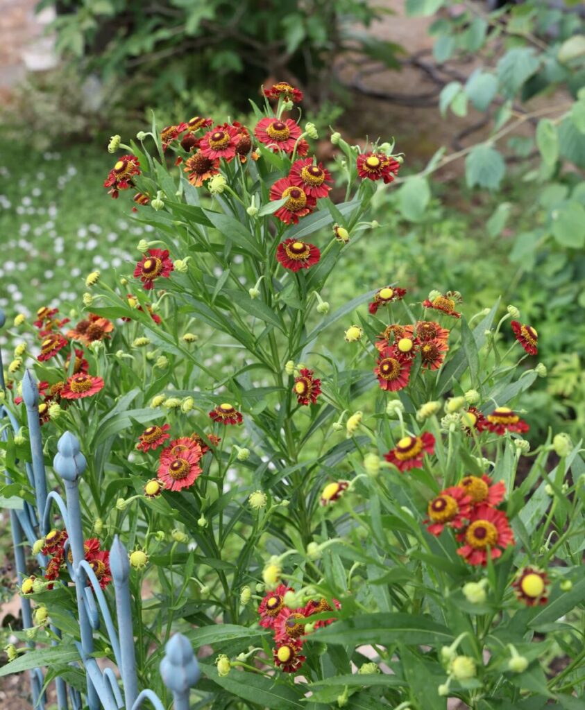 ヘレニウム・モーハイムビューティー