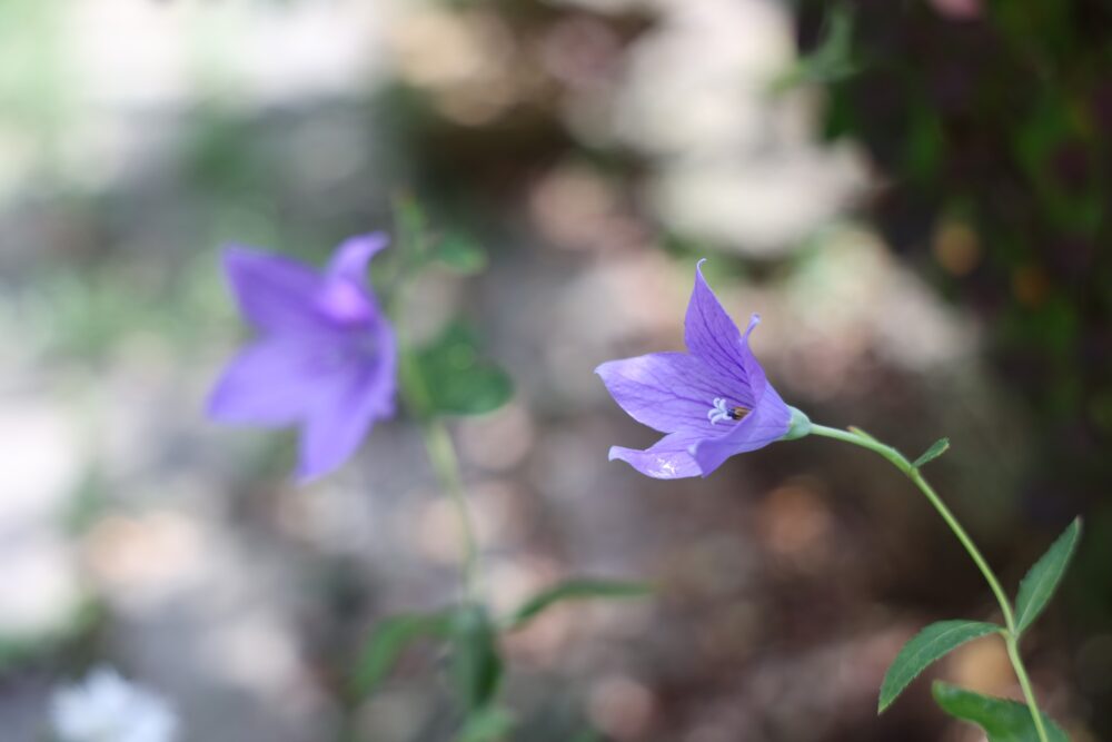 紫のキキョウの花