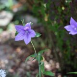 紫色の桔梗の花