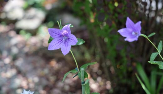 秋の七草の桔梗（ききょう）ってどんな植物？｜花の時期や育て方について初心者にもわかりやすく解説します。