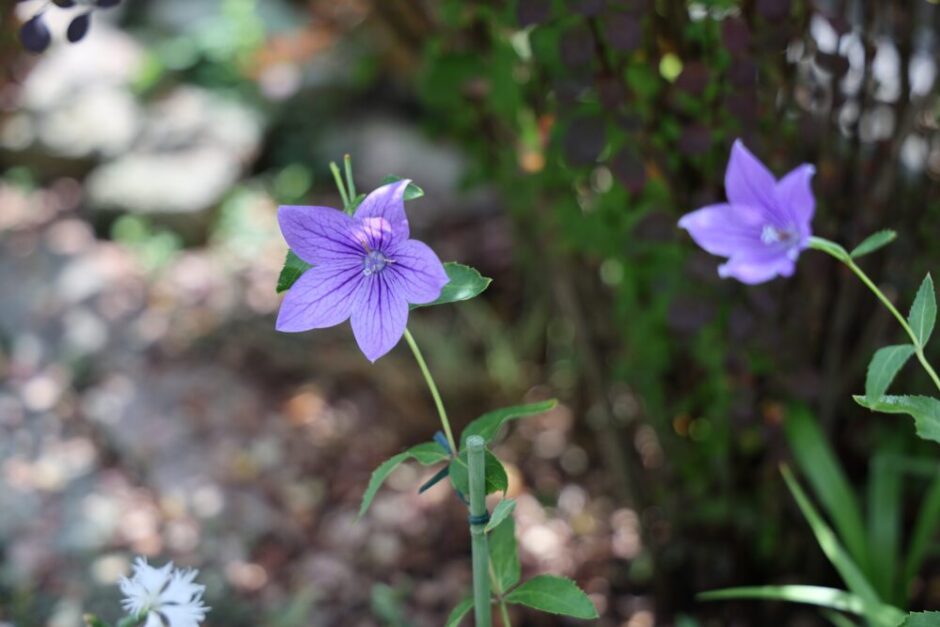 紫色の桔梗の花