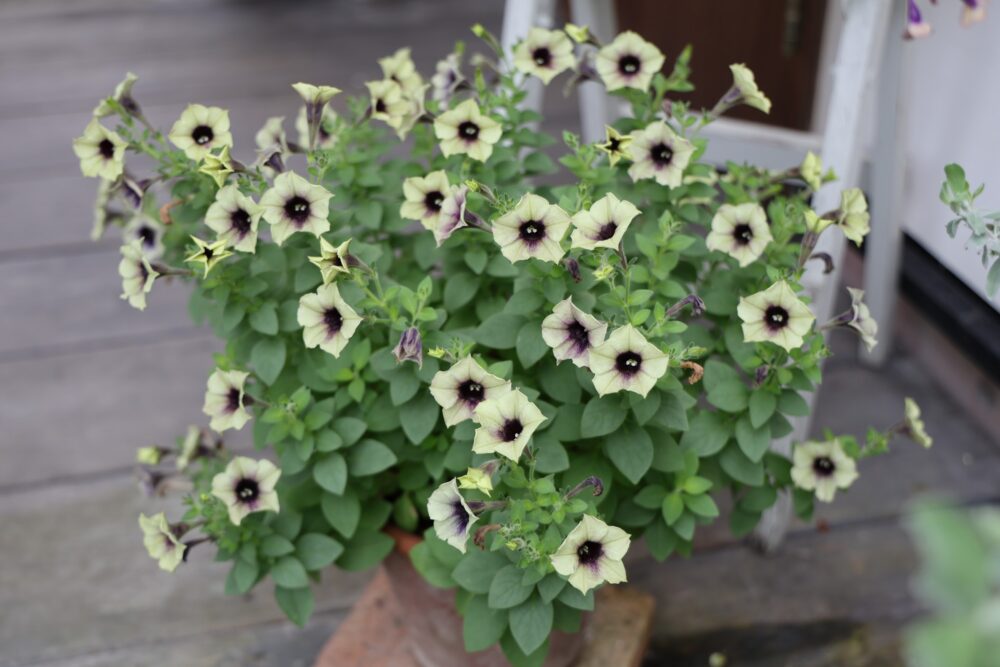 シックな色のペチュニア