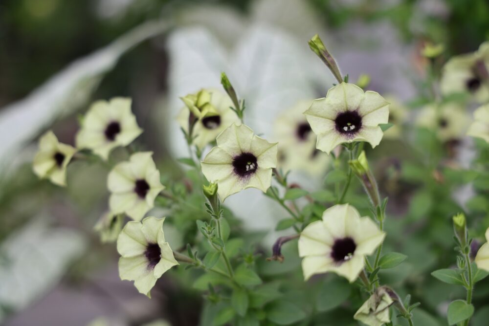 ペチュニア・横浜ポワール