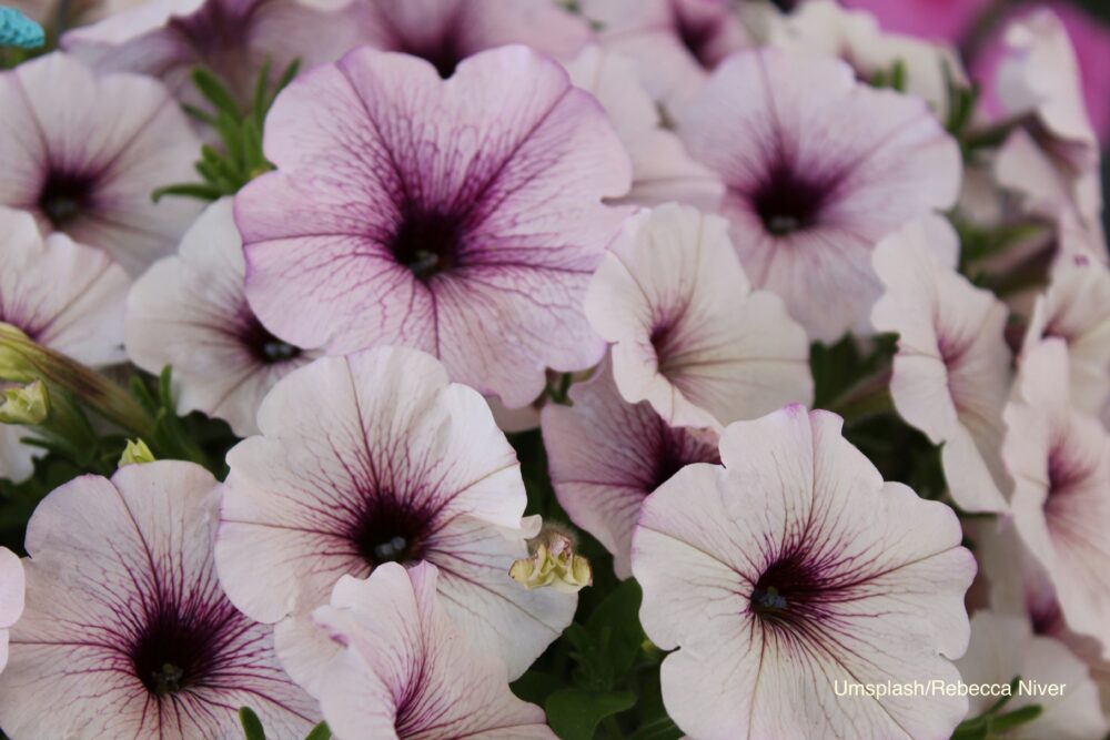 ピンクのペチュニアの花