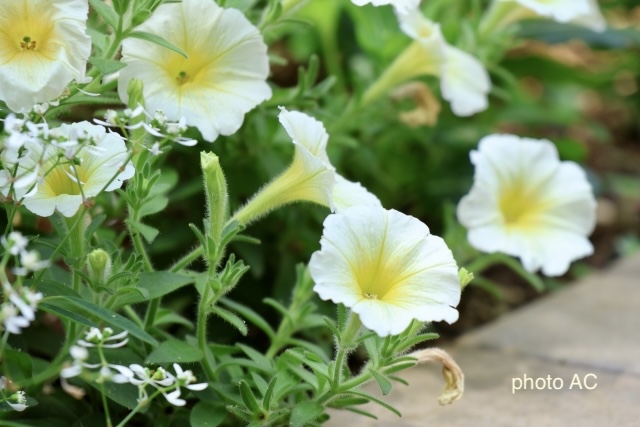 黄色いペチュニアの花