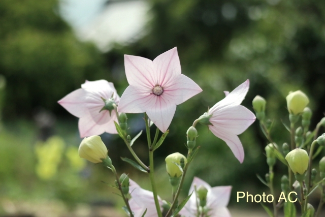 白い花を咲かせるキキョウ