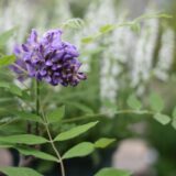 アメリカフジの花