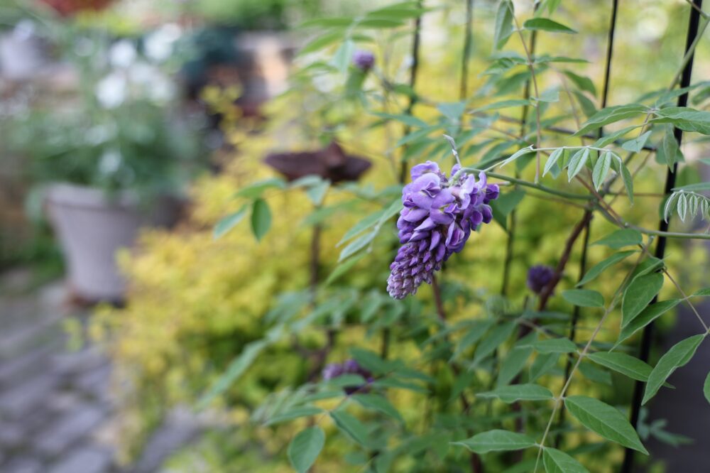 アメリカフジの花