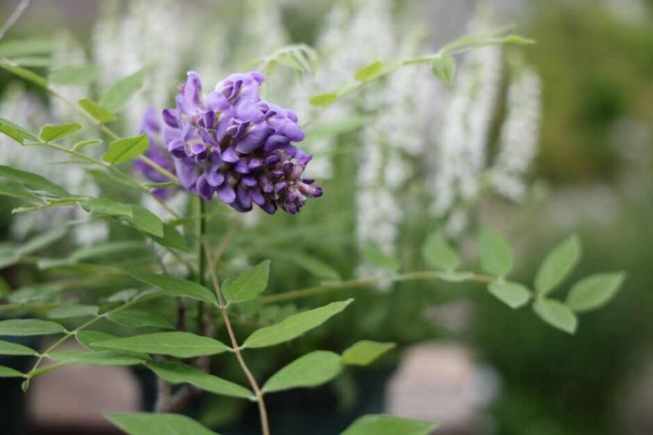 アメリカフジの花