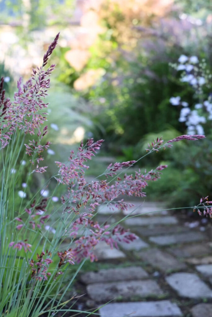 メリニスサバンナ