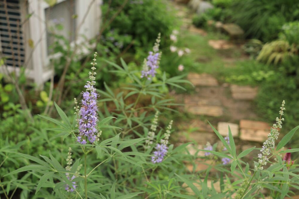 青紫の花を咲かせる西洋ニンジンボク