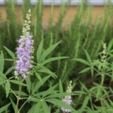 爽やかな西洋ニンジンボクの花